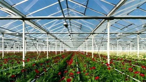Steel vs. Aluminum vs. PVC: Which Greenhouse Frame Material Is Best for a Flower Garden?